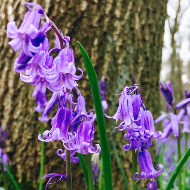 English Bluebell