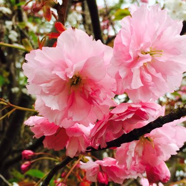 Japanese Flowering Cherry Tree