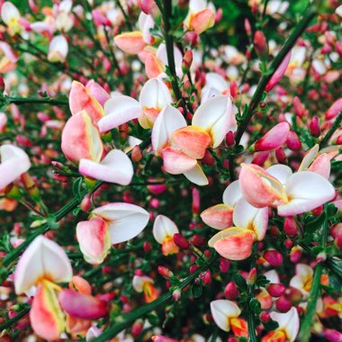 Cytisus