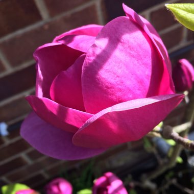 Magnolia 'Black Tulip'