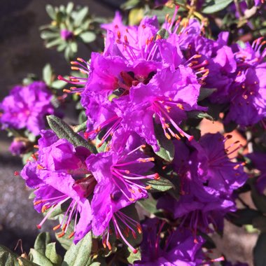 Dwarf Rhododendron 'Ramapo'