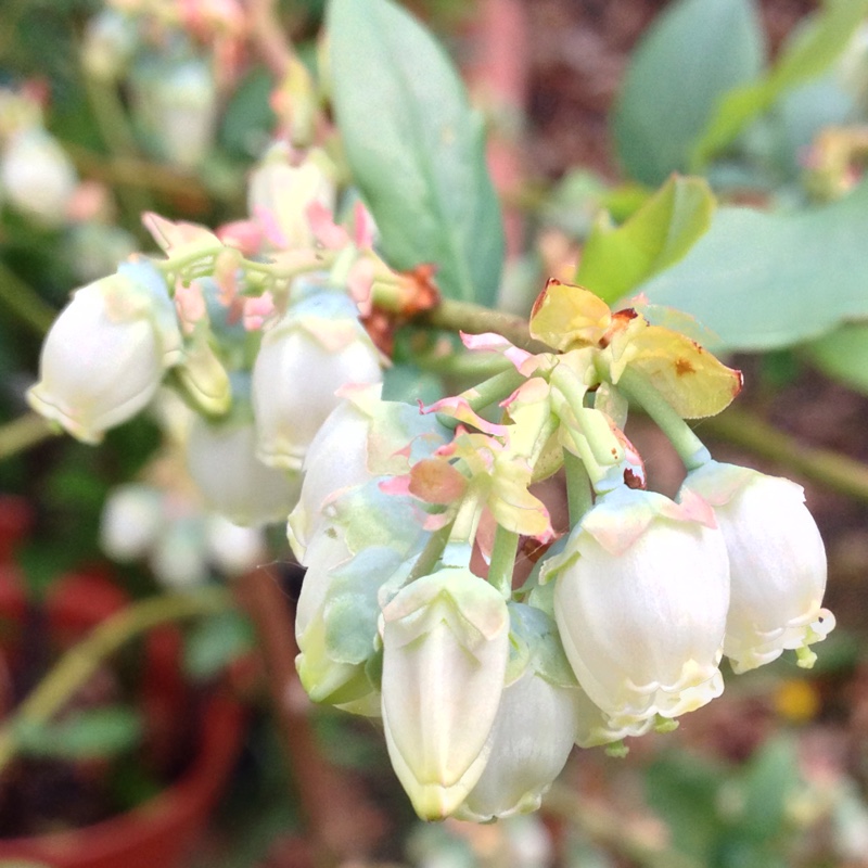 Plant image Vaccinium corymbosum 'Early Blue'