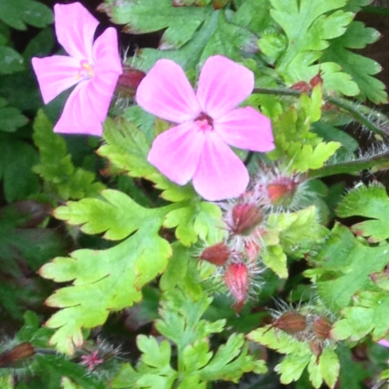 Plant image Geranium 'Khan'