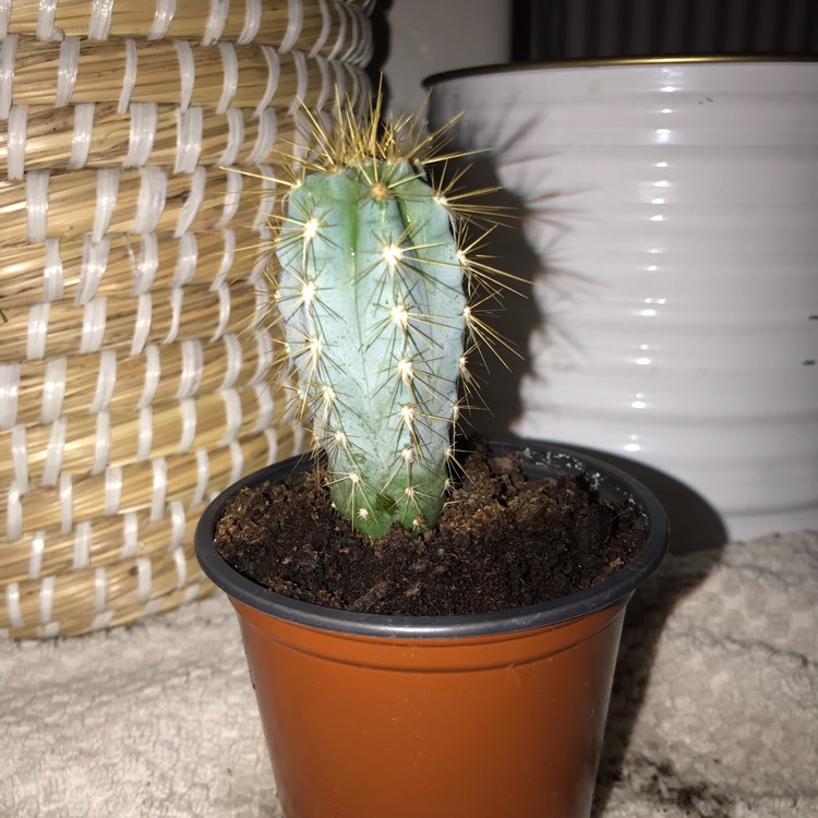 Plant image Cereus fernambucensis 'Lem'