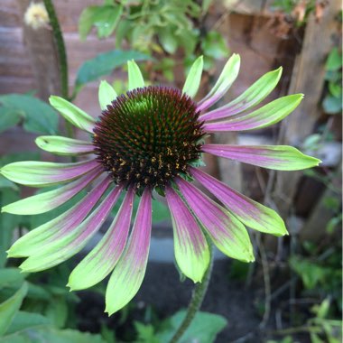 Echinacea 'Green Envy' syn. Echinacea purpurea 'Green Envy'