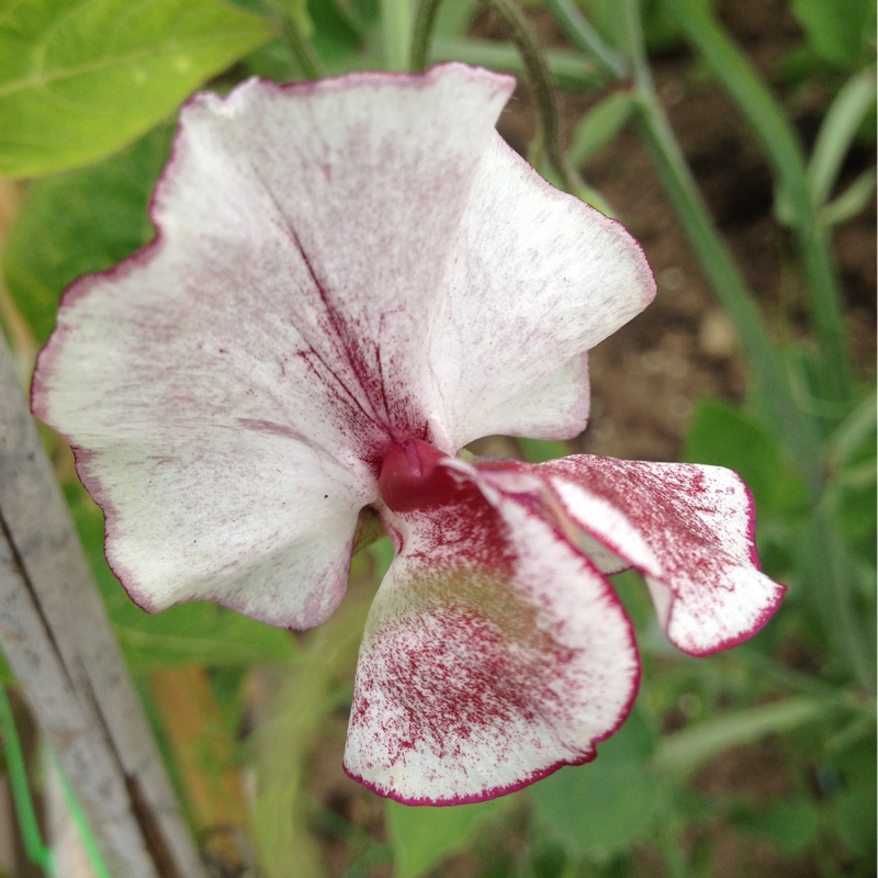 Plant image Lathyrus Odoratus 'Wiltshire Ripple'