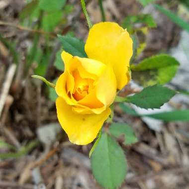 Rose 'Sunblest' (Hybrid Tea)