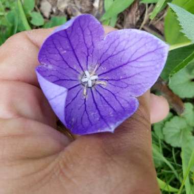 Balloon Flower 'Sentimental Blue'