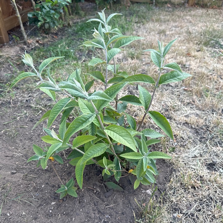 Plant image Buddleja x weyeriana 'Bicolor' syn. Buddleja davidii 'Bicolor', Buddleja x weyeriana 'Flower Power', Buddleja 'Kaleidoscope'