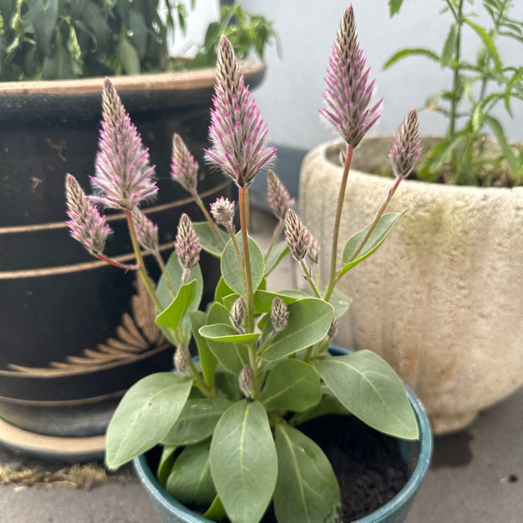 Plant image Ptilotus exaltatus 'Joey'