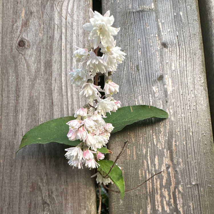 Plant image Kolkwitzia amabilis