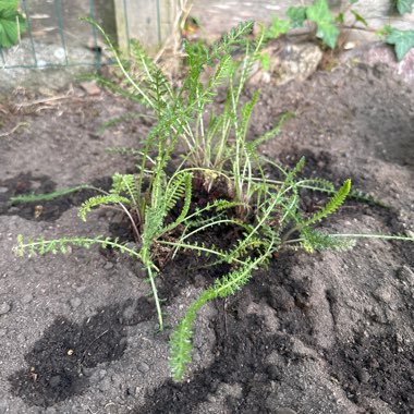 Achillea Milly Rock Red