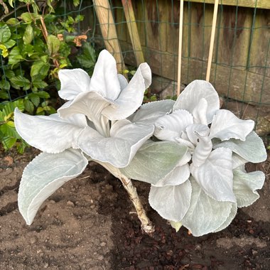 Senecio Angel Wings