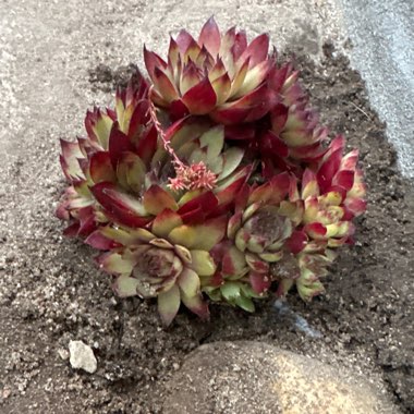 Sempervivum 'Gabrielle'