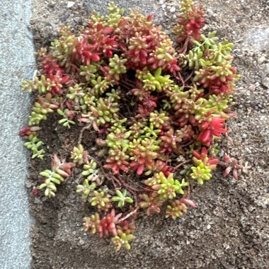 Mossy Stonecrop