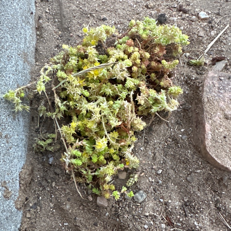 plant image 1674906