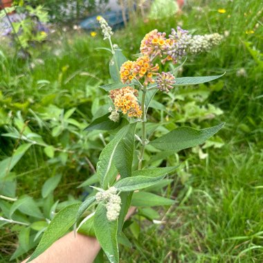 Weyer Butterfly Bush 'Bicolor'