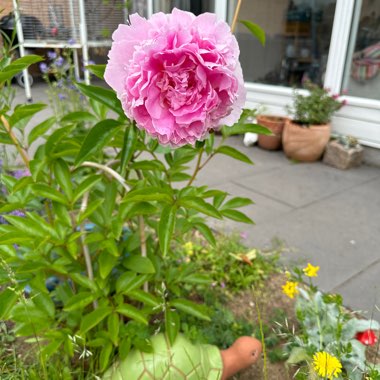 Peony 'Angel Cheeks' (Herbaceous)