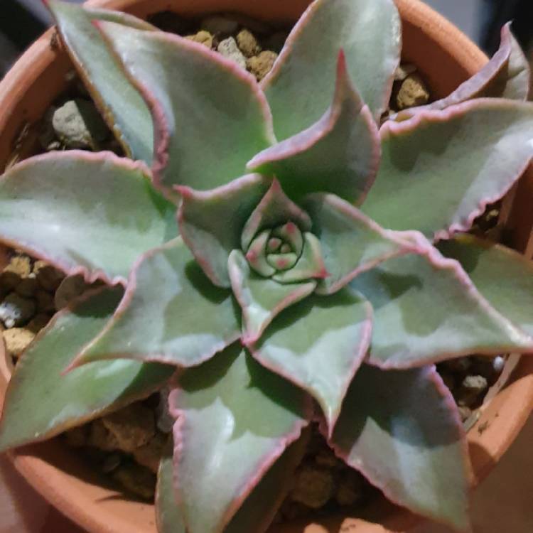 Plant image Echeveria Madiba