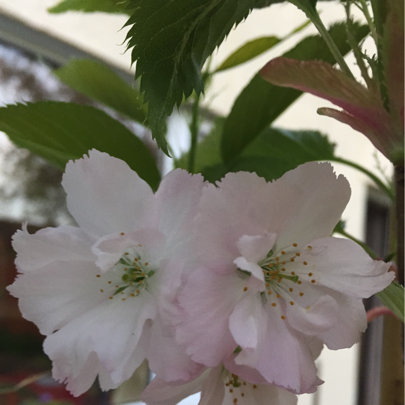 Plant image Prunus Serrulata 'Amanogawa'