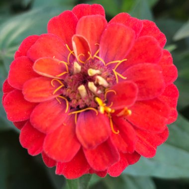 Zinnia