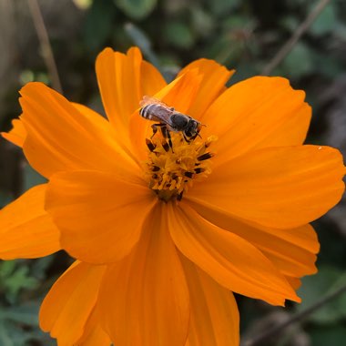 African Daisy