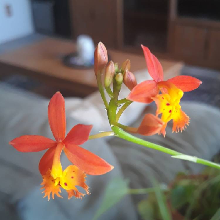 Plant image Epidendrum Radicans