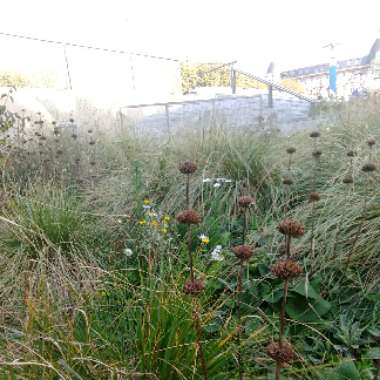 Phlomis fruticosa