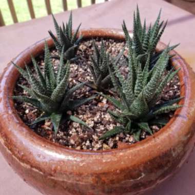 Haworthia 'Zebra'