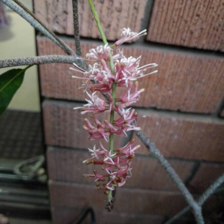 Plant image Macadamia ternifolia