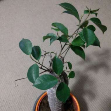 Ficus microcarpa 'Ginseng'