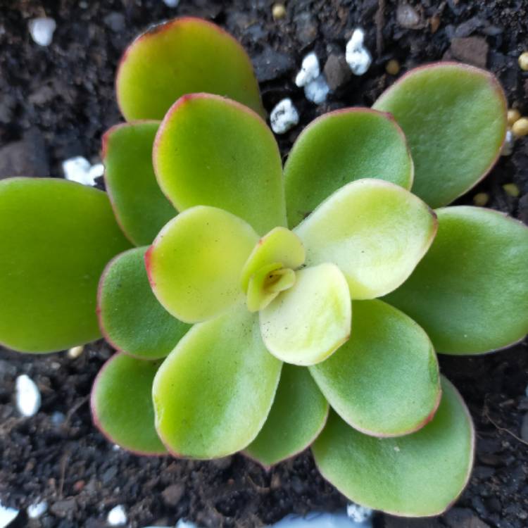 Plant image Echeveria Candy