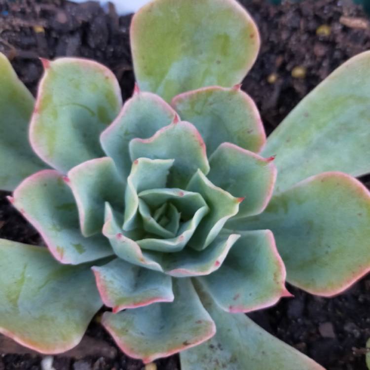 Plant image Echeveria Toffee Apple