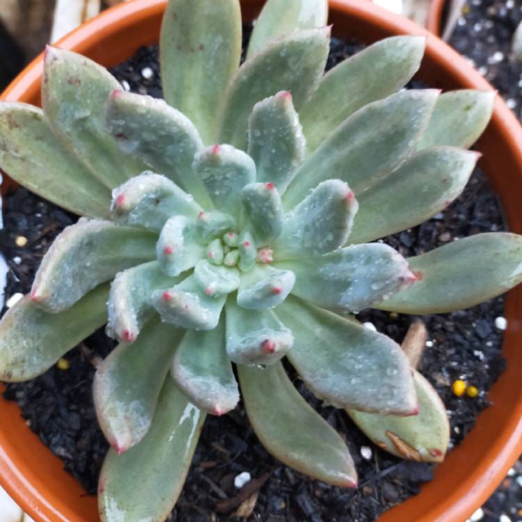 Plant image Echeveria Colorata fa. Brandtii