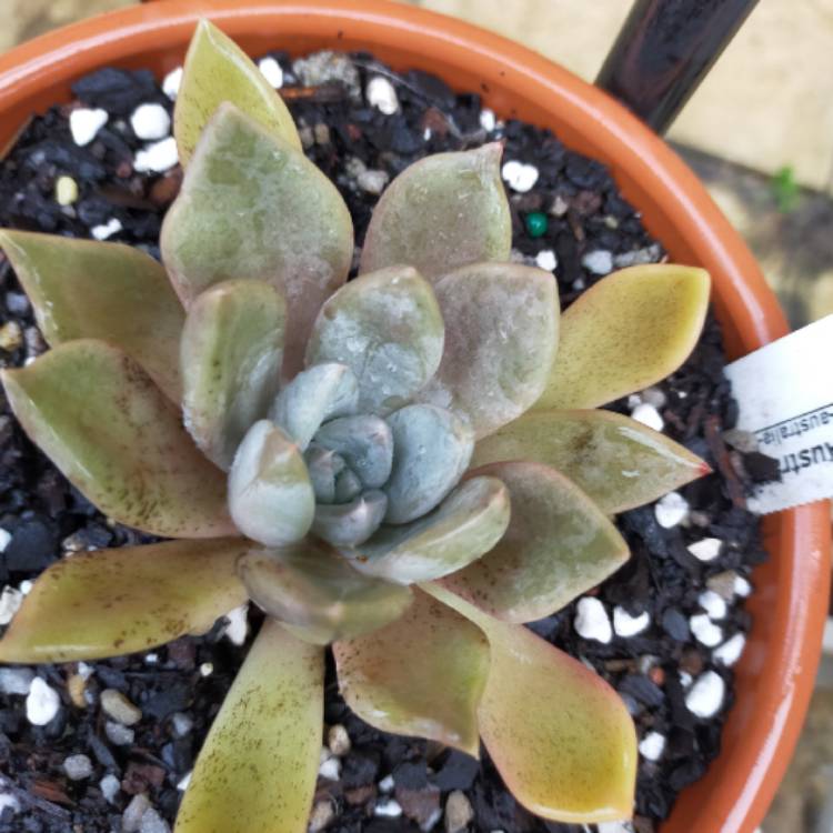 Plant image Echeveria Beverley