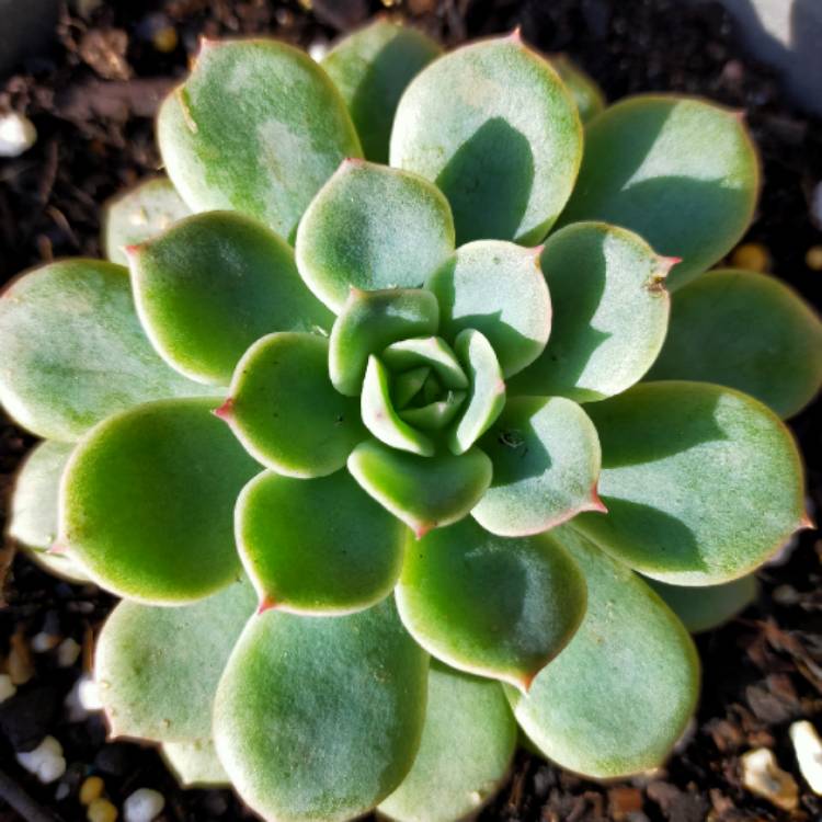 Plant image Echeveria Van Breen