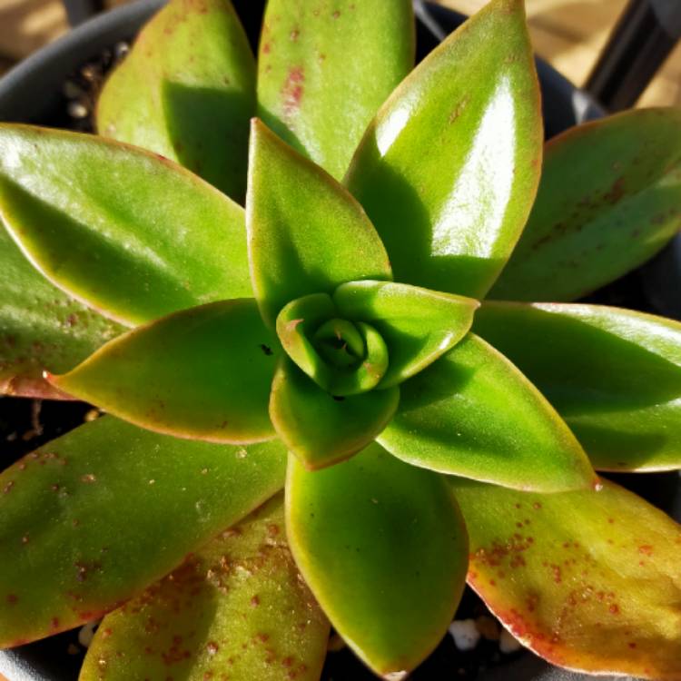 Plant image Echeveria Rubella