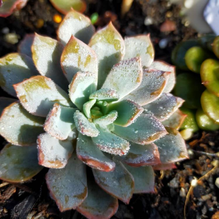 Plant image Echeveria Prunella