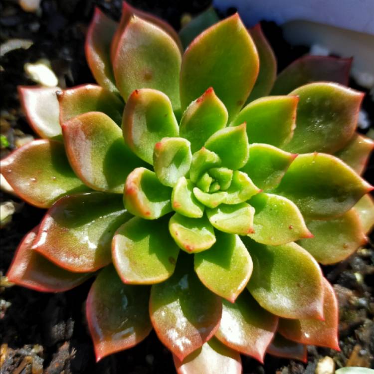 Plant image Echeveria Copper Canyon