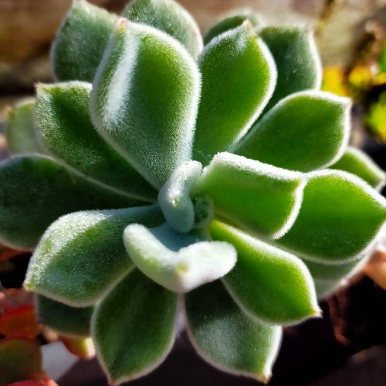 Plant image Echeveria Leucotricha