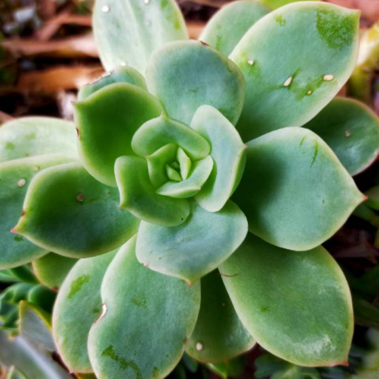 Plant image Echeveria Lemon And Lime