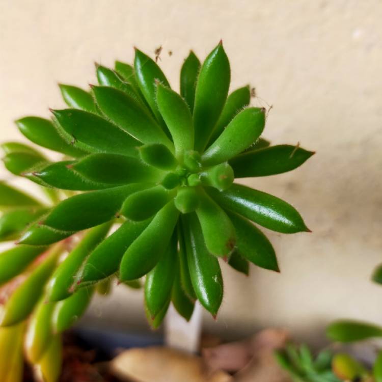 Plant image Echeveria Spruce Oliver