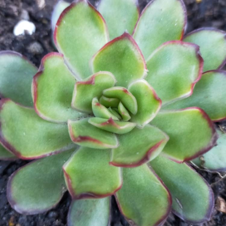 Plant image Echeveria Christmas