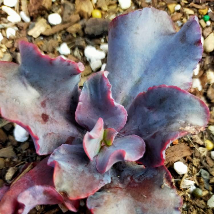 Plant image Echeveria Black Opal