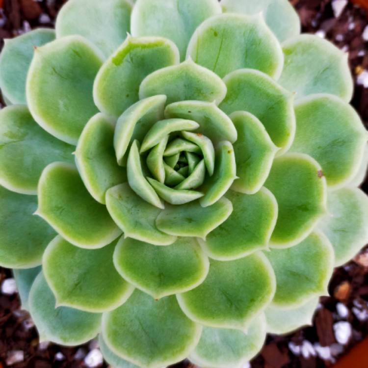 Plant image Echeveria Onslow