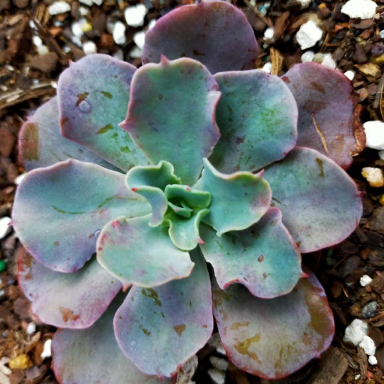 Plant image Echeveria Blue Lagoon