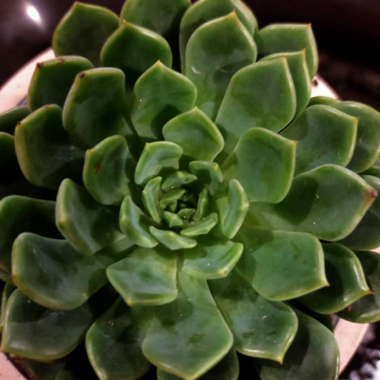 Plant image Echeveria Blue Wren