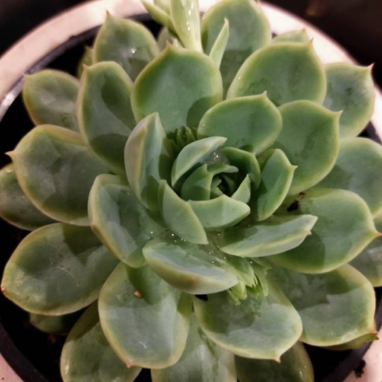 Plant image Echeveria Acacia Ponds