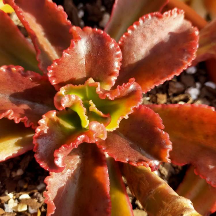 Plant image Echeveria Katella IV