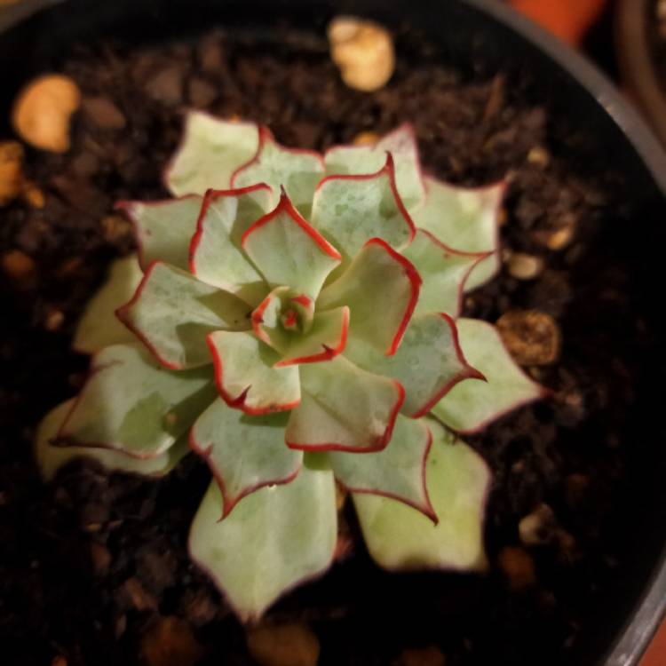 Plant image Echeveria Strictiflora